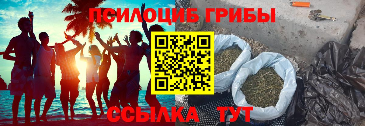 Псилоцибиновые грибы Psilocybe Джанкой